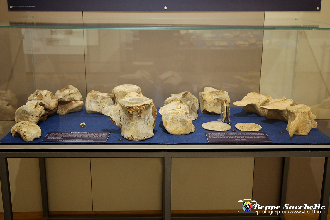 VBS_9123 - Museo Paleontologico - Asti.jpg